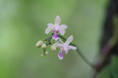 Phalaenopsis deliciosa